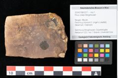 Foto (Objekt + Etikett) von Cathaya sp. (NHMW-GEO-2024-0188-0317)